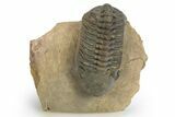 Detailed Reedops Trilobite - Atchana, Morocco #312800-4